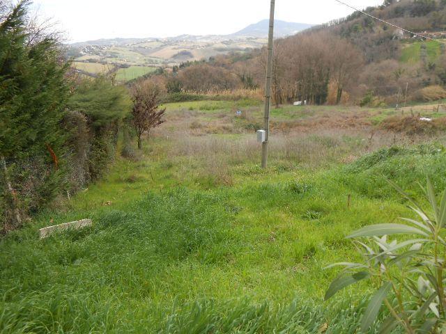 3546 - TERRENO AGRICOLO VENDITA FALCONARA MARITTIMA ZONA MONTESICURO - € 18.000 3