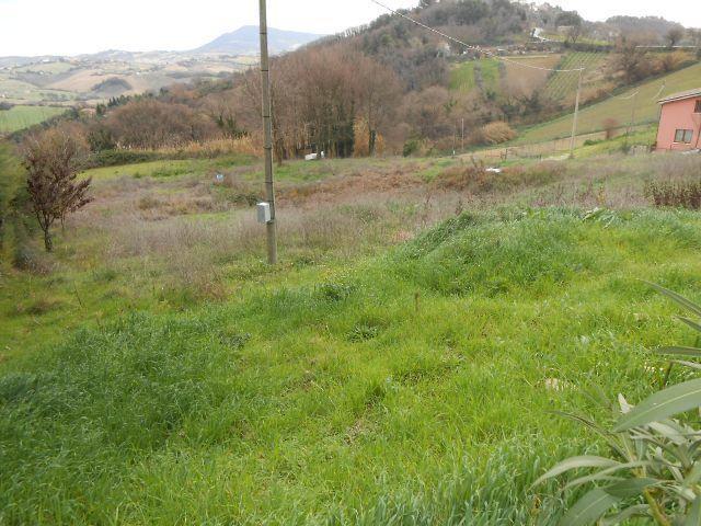 3546 - TERRENO AGRICOLO VENDITA FALCONARA MARITTIMA ZONA MONTESICURO - € 18.000 4